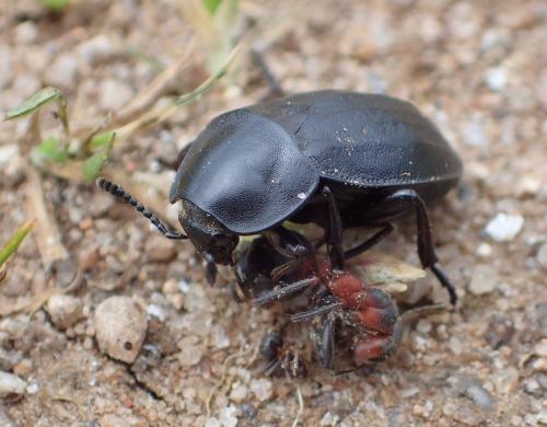 Silpha sp.